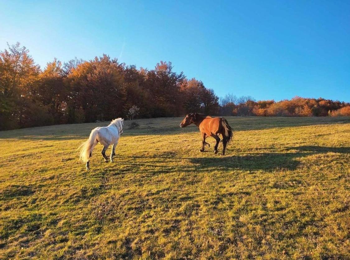 Katun Lanista-Kolibe Bogavac Villa Mojkovac Bagian luar foto